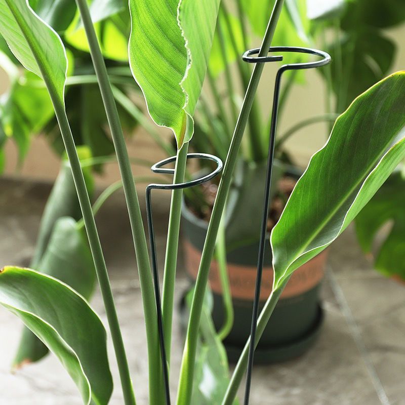 Anneau de piquet de Support de - Plant Parent Tools avis et prix
