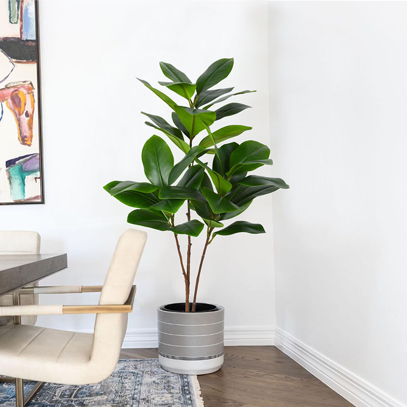 Grandes Fausses Plantes Banyan - Rubber Plant Ficus avis et prix