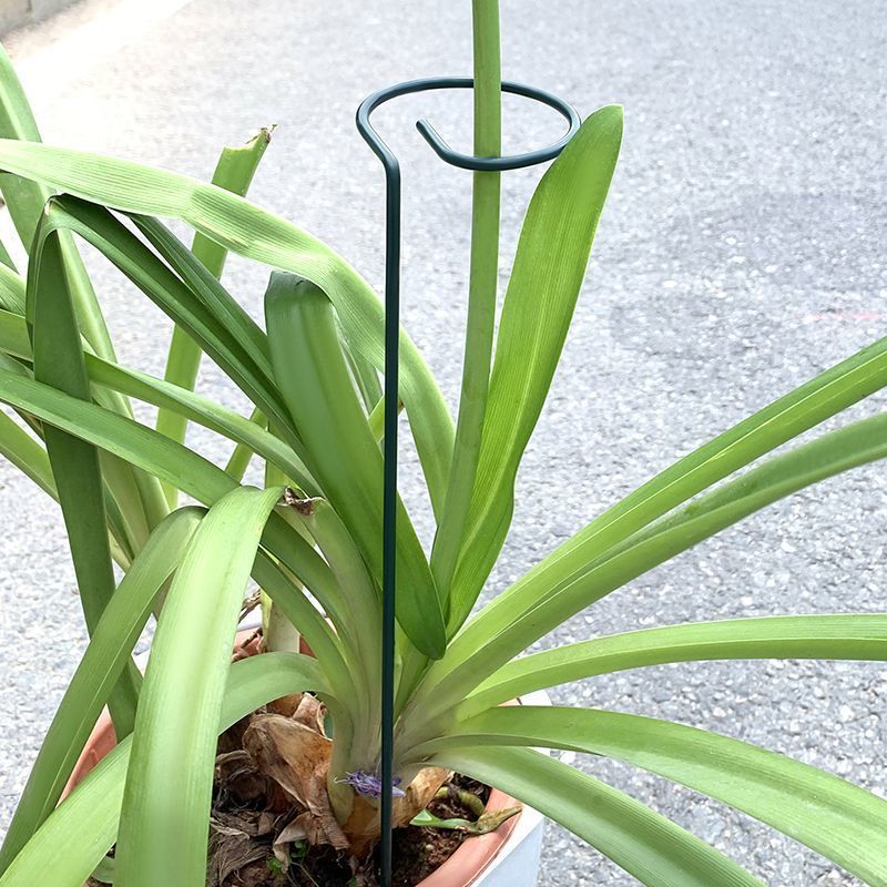 Support d'arbustes pour plante - Plant Parent Tools avis et prix