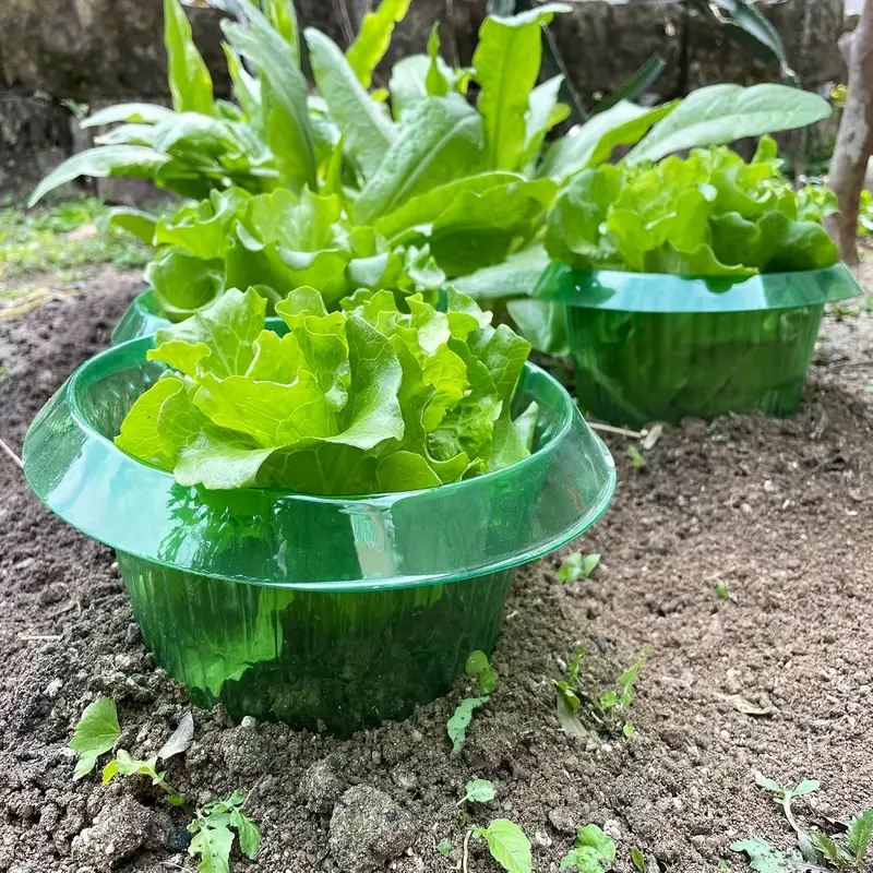 Plantes limace Protection anne - Plant Parent Tools avis et prix