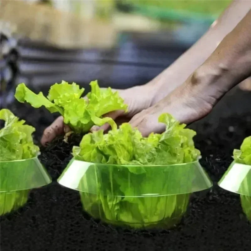 Plantes limace Protection anne - Plant Parent Tools avis et prix